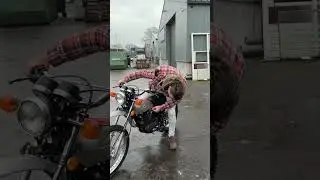 Arrival Honda MT125 Elsinore and Honda ATC70