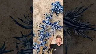 The Blue Dragon Slug is CRAZY
