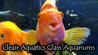Cleair Aquatics: Acrylic & Glass Aquariums