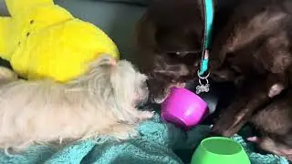 Luggy New Toy and kisses by Pebbles 🩷 Charlie 