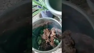 Bettle leaves  milkshake  Take 4 bettle leaves #meete sauf# gulukand# meete pansupari# elachi# milk#