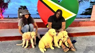 Please call 654-2002 if u Would Like to have A Guyanese Golden Retrievers.
