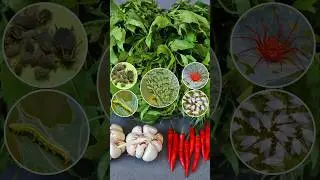 Homemade Organic Pesticide #pesticides  #v87garden  #gardening