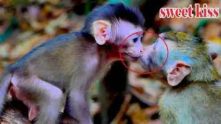 Sweet Kiss for newborn baby monkey Goat's and sister Ariana, she much love and take care her baby.