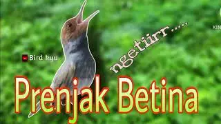 Prenjak betina ngetir panjang masteran