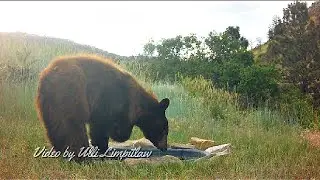 The amputee bear, an incredible survival and perseverance story.