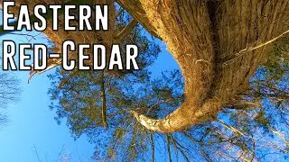 The Biggest Eastern Red-Cedar Tree In Connecticut (Champion Tree Hunting)