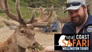 Seal Coast Safari | A Lexa Dixon Video