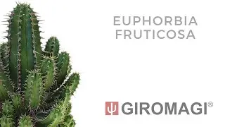 Euphorbia fruticosa