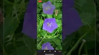 PlantSnap identifies a bellflower plant (Campanula)