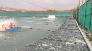 Full Bio-security PE-Sheet Vannamei Shrimp culture Farm