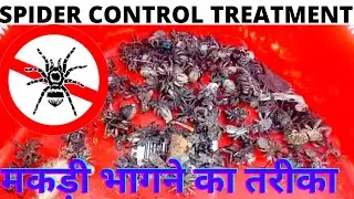 Spider control treatment | Spider control pesticide | How to get rid of spiders | Makdi ka treatment