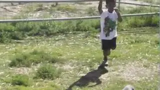 Pinnacle Performance Cane Corso 002.AVI