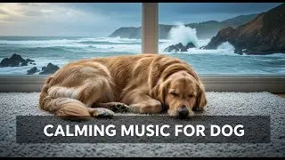 Dog Anxiety Relief : 12 HOURS of Soothing Music for Stress Reduction and Deep, Peaceful Sleep 😴🐕