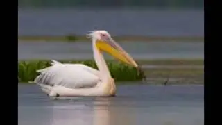 Pelecanus onocrotalus