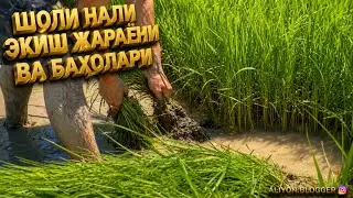 ШОЛИ ЭКИШ ЖАРАЁННИ.ШОЛИ НАЛИ БАХОЛАРИ 