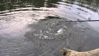 Wench Lori Finally Catches a Monster Carp