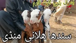 Morning Rush in Halani Mandi Sindh | Real Village Market
