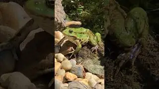 Frog🐸 #shorts #short #shortvideo #shortsvideo #nature #term&eacute;szet #frog #summer #frogvideo