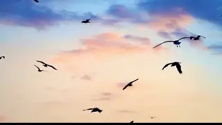 Dive into the enchanting world of avian wonders in 