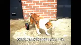 carrellino per salva cane paralizzato .wmv