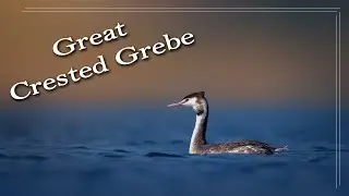 Great Crested Grebe 4k #rahul_chakraborty #birds #wildlife #nature #birdsounds #naturephotography