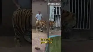 😭 Animals Reunited With Owners Long Time! #shorts