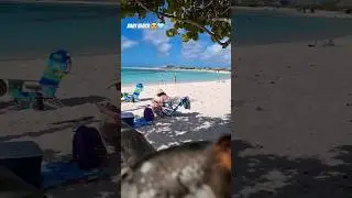 #aruba #travel #shorts #nature #video 🇦🇼