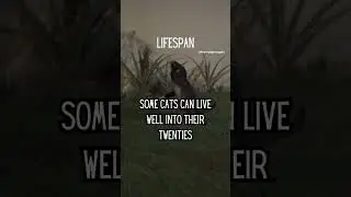 Average life span of cat 😺#shorts #viral #psychologyfacts #reels #facts #cats #cat #memes #life