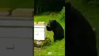 Bear🐻 Attack on HoneyBees Colony #shorts #youtubeshorts #bee #honey #trending #viral #healthyfood