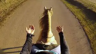 The REINS/BIT/SHOES have nothing to do with GAIT!!!