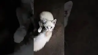 # viral # humor # gatito hermoso 😃