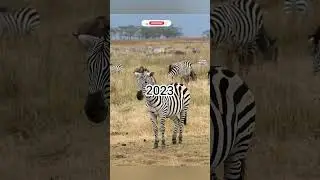 2023 Zebra and 5000bce zebra|| mythical biology #shortvideo