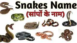 10 Snakes Names for Kids | Fun Snake Facts & Learning | Preschool & Educational Wildlife Video