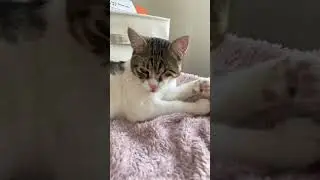too slow #catsofistanbul #catsshorts funnz #catlover
