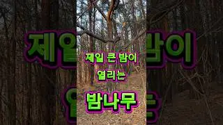 The chestnut tree that bears the largest nuts
