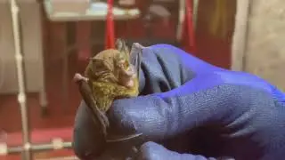 Behind the Scenes at a Bruneian Bat Bioinspiration Lab: Flight, Sonar, Robots, and More! 🦇