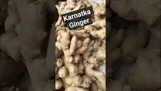 Fresh & export-quality ginger available in bulk.| Genuine stock | Ready for dispatch #ginger