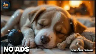 12 Hours of Calming Music For Dogs🎵Anti Separation Anxiety Relief 🐶 Pet music for Dog Sleep🦮 No Ads