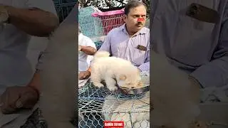 Pet Market Kolkata 😍/lowest price puppy dog/Gallif Street dogs #shorts #viral #dog #dogs #doglover
