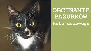 Obcinanie pazurków kota domowego.