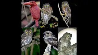 ANDAMAN BIRD PHOTOGRAPHY TOUR 5-16 MARCH 2020...TWO BATCHES