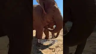 Elephants are known to be very compassionate. @lek_chailert #nature #climate #conserve #conservation