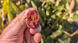 Aktualizacja Calderona Fig