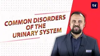 Common disorders of the urinary system | Biology | Kidney | Kidney stone
