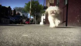 1.0: Dog