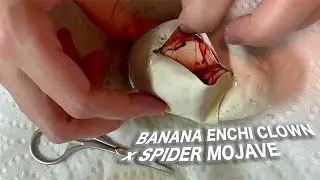 Cutting Her First Egg (Banana Enchi Clown x Mojave Spider) Ball Pythons | BallPythons9