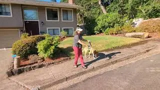 How To Teach Your Dog To Wait (Not Stay) | Feet & Paws