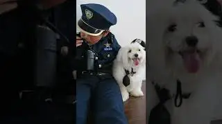 dog wearing police hat#shorts