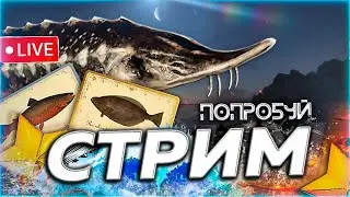 ❄️ СЛОЖНЫЕ ☃️ ИНТЕРЕСНЫЕ ТОЧКИ ГДЕ НЕ КЛЮЁТ 🎁 Рулетка & Розыгрыши🎄СТРИМ Русская Рыбалка 4